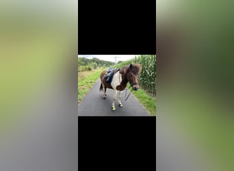 Islandpferd, Wallach, 7 Jahre, 143 cm, Schecke