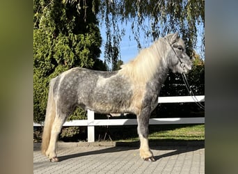 Islandpferd, Wallach, 7 Jahre, 143 cm, Schecke
