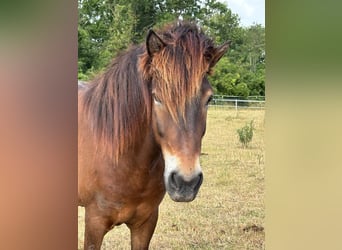 Islandpferd, Wallach, 7 Jahre, 144 cm, Brauner