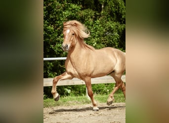 Islandpferd, Wallach, 7 Jahre, 144 cm, Falbe