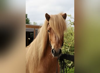 Islandpferd, Wallach, 7 Jahre, 144 cm, Falbe