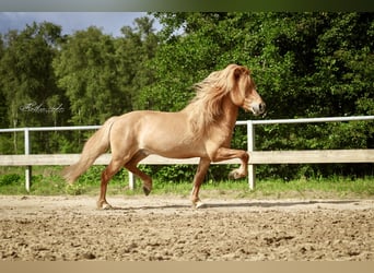 Islandpferd, Wallach, 7 Jahre, 144 cm, Falbe