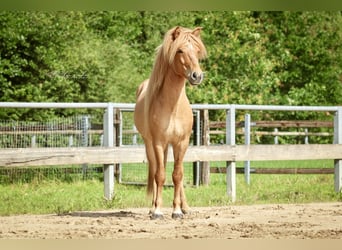 Islandpferd, Wallach, 7 Jahre, 144 cm, Falbe