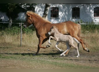 Islandpferd, Wallach, 7 Jahre, 144 cm, Falbe