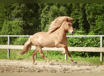 Islandpferd, Wallach, 7 Jahre, 144 cm, Falbe
