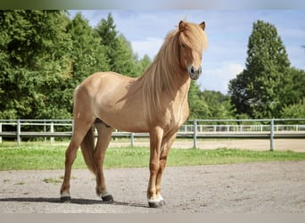 Islandpferd, Wallach, 7 Jahre, 144 cm, Falbe
