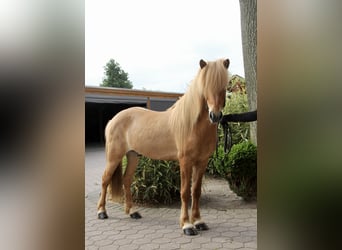 Islandpferd, Wallach, 7 Jahre, 144 cm, Falbe