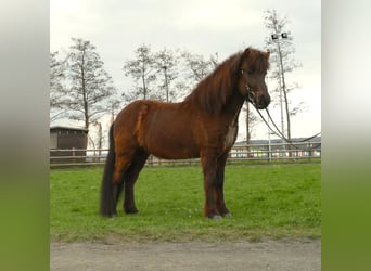 Islandpferd, Wallach, 7 Jahre, 144 cm, Rappe