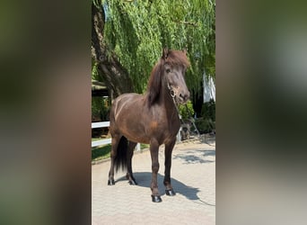 Islandpferd, Wallach, 7 Jahre, 144 cm, Rappe