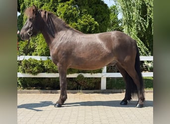 Islandpferd, Wallach, 7 Jahre, 144 cm, Rappe