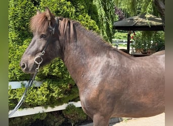 Islandpferd, Wallach, 7 Jahre, 144 cm, Rappe