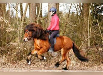 Islandpferd, Wallach, 7 Jahre, 145 cm, Brauner
