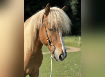 Islandpferd, Wallach, 7 Jahre, 145 cm, Fuchs