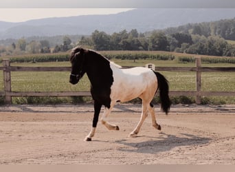 Islandpferd, Wallach, 7 Jahre, 145 cm, Schecke
