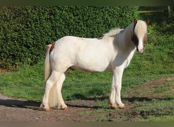 Islandpferd, Wallach, 7 Jahre, 145 cm, Schecke