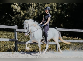 Islandpferd, Wallach, 7 Jahre, 145 cm, Schimmel