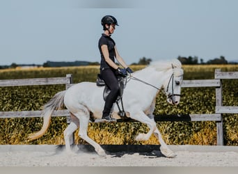 Islandpferd, Wallach, 7 Jahre, 145 cm, Schimmel