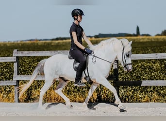 Islandpferd, Wallach, 7 Jahre, 145 cm, Schimmel