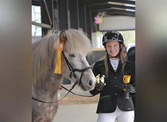 Islandpferd, Wallach, 7 Jahre, 145 cm, Schimmel