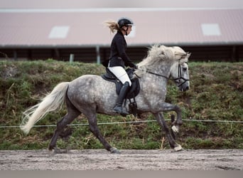 Islandpferd, Wallach, 7 Jahre, 145 cm, Schimmel