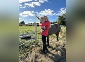 Islandpferd, Wallach, 7 Jahre, 145 cm, Schimmel