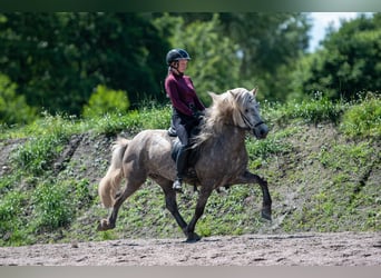 Islandpferd, Wallach, 7 Jahre, 145 cm, Schimmel