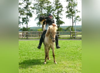 Islandpferd, Wallach, 7 Jahre, 146 cm, Falbe