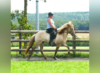 Islandpferd, Wallach, 7 Jahre, 146 cm, Falbe