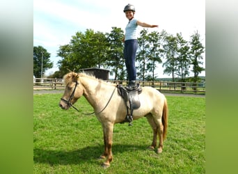 Islandpferd, Wallach, 7 Jahre, 146 cm, Falbe