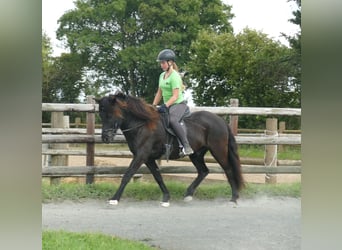 Islandpferd, Wallach, 7 Jahre, 146 cm, Rappe