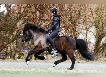 Islandpferd, Wallach, 7 Jahre, 146 cm, Rappe