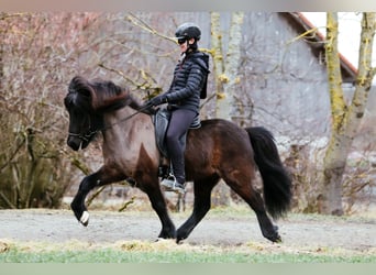 Islandpferd, Wallach, 7 Jahre, 146 cm, Rappe