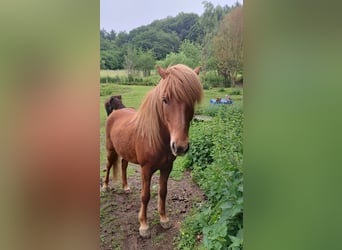Islandpferd, Wallach, 7 Jahre, 148 cm, Fuchs