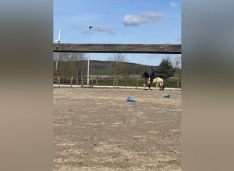 Islandpferd, Wallach, 7 Jahre, 148 cm, Schecke