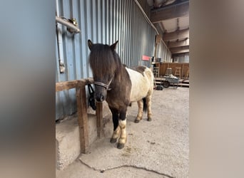 Islandpferd, Wallach, 7 Jahre, 148 cm, Schecke