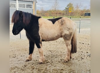 Islandpferd, Wallach, 7 Jahre, 148 cm, Schecke