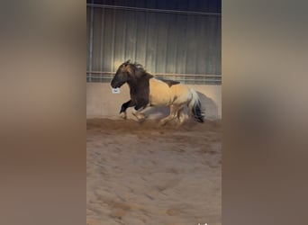 Islandpferd, Wallach, 7 Jahre, 148 cm, Schecke