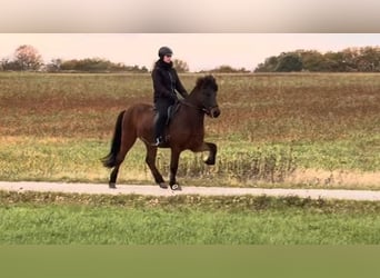 Islandpferd, Wallach, 7 Jahre, 150 cm, Brauner