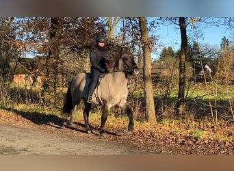 Islandpferd, Wallach, 7 Jahre, 150 cm, Falbe