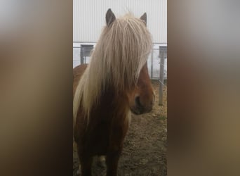 Islandpferd, Wallach, 7 Jahre, 150 cm, Fuchs