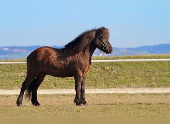 Islandpferd, Wallach, 7 Jahre, 150 cm, Rappe