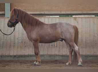 Islandpferd, Wallach, 7 Jahre, Fuchs