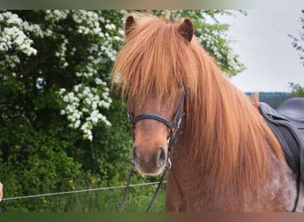 Islandpferd, Wallach, 7 Jahre, Fuchs