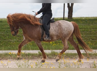 Islandpferd, Wallach, 7 Jahre, Fuchs