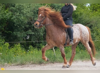 Islandpferd, Wallach, 7 Jahre, Fuchs