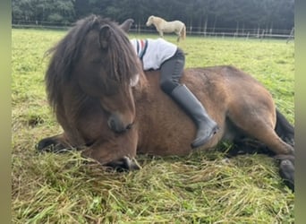Islandpferd, Wallach, 7 Jahre