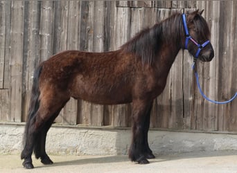 Islandpferd, Wallach, 7 Jahre, Rappe
