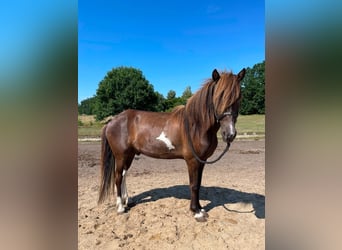 Islandpferd, Wallach, 7 Jahre, Schecke