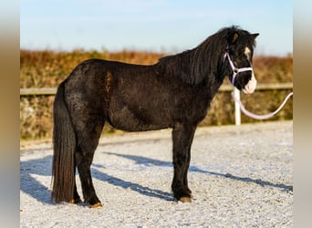 Islandpferd, Wallach, 8 Jahre, 128 cm, Rappe