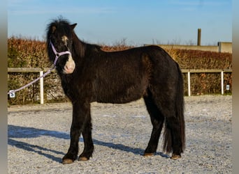 Islandpferd, Wallach, 8 Jahre, 128 cm, Rappe